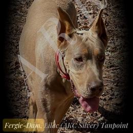 Fergie - Silver female Great Dane puppy in Greenville, South Carolina from Allen’s Ridge Ranch