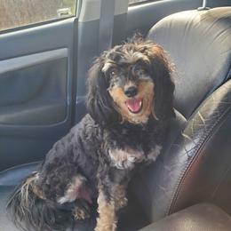 Copper - Aussiedoodle