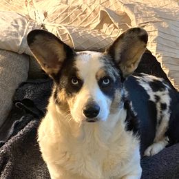 Skye - Cardigan Welsh Corgi