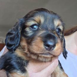 Sable longhair girl - Wild  boar and tan female Dachshund puppy in Declo, Idaho from Dozendachs
