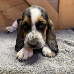 Boy 3 - Black white and brown male Basset Hound puppy in Falls City, Nebraska from Bassett Hounds & Labradors