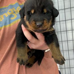 Green - Black and rust male Beauceron puppy in Floyd’s Knobs, Indiana from Birdwing Beaucerons