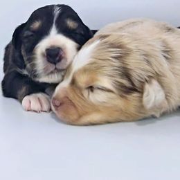 Australian Shepherd Puppies from Winsome Aussies