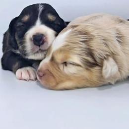 Australian Shepherd Puppies from Winsome Aussies