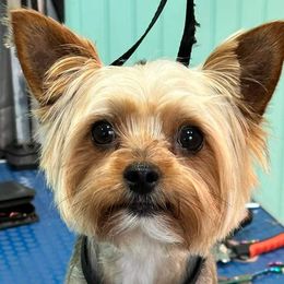 Yorkshire Terrier puppies from Carney Kennels
