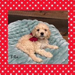Girl 7- Red - Apricot female Goldendoodle puppy in Ankeny, Iowa from Iowadoodles2love