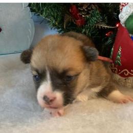 Pixie Girl 6 Pink - Sable female Pembroke Welsh Corgi puppy in Shelley, Idaho from Whistling Wind Corgi’s