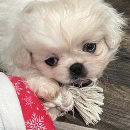 Full AKC - Buttons - Ready Now - White male Pekingese puppy in Pennsylvania from Triple I Pekes