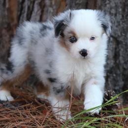 Melanie - Blue merle female Miniature American Shepherd puppy in Mineola, Texas from Southern Star Miniature American Shepherds