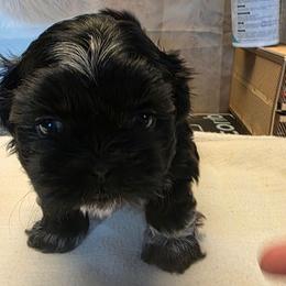 Fuji - Black and white male Shih Tzu puppy in Mesa, Arizona from House of Zen Shihtzus