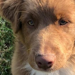 Australian Shepherds from Humboldt Aussies