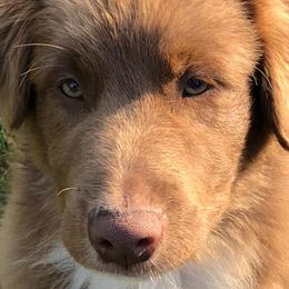 Australian Shepherds from Humboldt Aussies