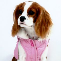 Cavalier King Charles Spaniels from BAAAD MOON RISIN'