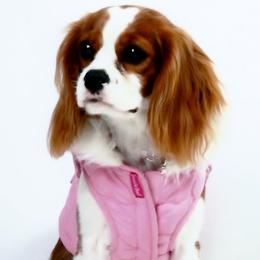 Cavalier King Charles Spaniels from BAAAD MOON RISIN'