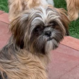 Sammy - Brindle male Shih Tzu puppy in Victorville, California from RUMBLE n TUMBLE