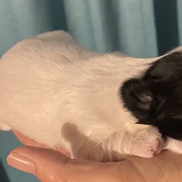 Shih Tzus from Tammy’s Shih Tzu Puppies in Haines City