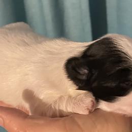 Shih Tzus from Tammy’s Shih Tzu Puppies in Haines City