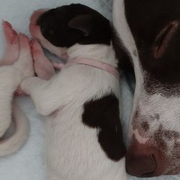 German Shorthaired Pointers from Paradise Pups Utah
