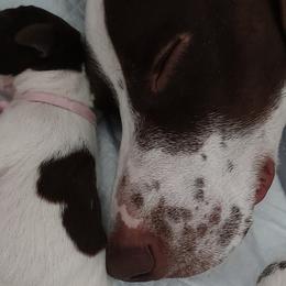 German Shorthaired Pointers from Paradise Pups Utah