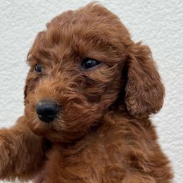 Purple girl - Red  Goldendoodle puppy in Fort Worth, Texas from Shapa Breeding