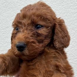 Purple girl - Red  Goldendoodle puppy in Fort Worth, Texas from Shapa Breeding