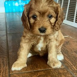 Purple - Cream female Cockapoo puppy in Colorado from Garrett Doodles