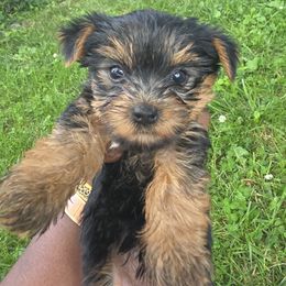 Baer - Yorkshire Terrier