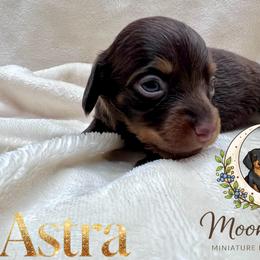 Astra AKC-CKC - Chocolate and tan female Dachshund puppy in Tecumseh, Oklahoma from MoonBerry Miniature Dachshunds