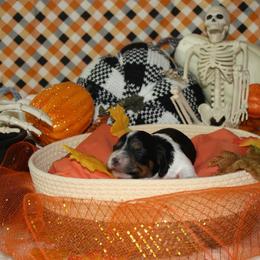 Maple - Piebald female Dachshund puppy in Corbin, Kentucky from White River Valley Kennel