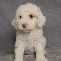 Sailor - male Cockapoo puppy in Missouri from KDK Missouri Miniature Poodles