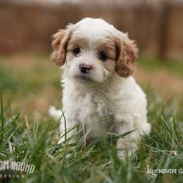 Assorted Doodle Crosses, Bichon Frise, Cavapoo, Goldendoodle, Labradoodle, and Schnoodle Puppies from Kingdom Bound By Design