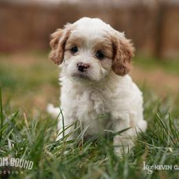 Assorted Doodle Crosses, Bichon Frise, Cavapoo, Goldendoodle, Labradoodle, and Schnoodle Puppies from Kingdom Bound By Design