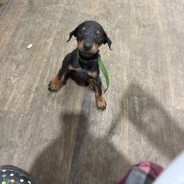 Boy 10 (green collar) - Black and rust male Doberman Pinscher puppy in Elgin, Texas from New Horizons Kennels