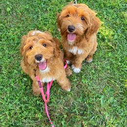 Goldendoodle Puppies from Comfort & Cuddle Co