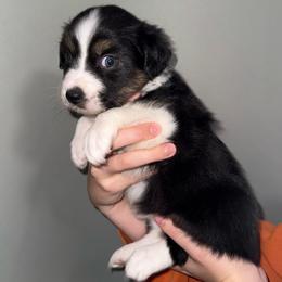 Nymph - Black tri-color female Australian Shepherd puppy in Weeki Wachee, Florida from Ace of Spades Australian Shepherds