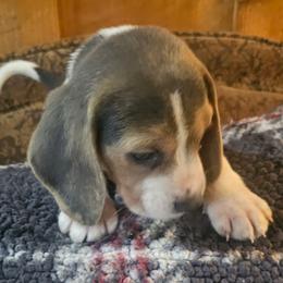 Blue Collar - Blue tan and white male Beagle puppy in Knoxville, Tennessee from River Valley Hounds
