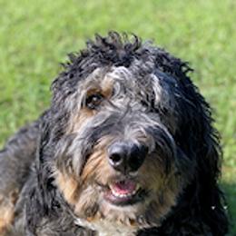 Aussiedoodles, Bernedoodles, Cavapoos, Goldendoodles, and Poodles from Huckadoodle Farm