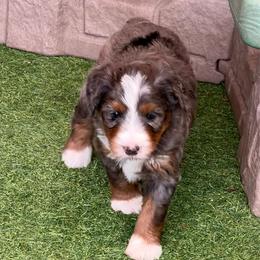 Sprout - Blue merle male Bernedoodle puppy in Royse City, Texas from Platinum Bernedoodles of Texas