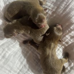 Pomeranian Puppies from Bama Pom Squad