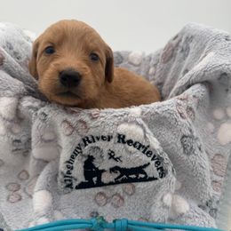 Teal Collar - Dark golden female Golden Retriever puppy in Turtlepoint, Pennsylvania from Allegheny River Retrievers