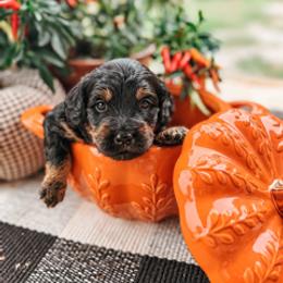 Cash - Black phantom male Aussiedoodle puppy in Tryon, North Carolina from Melrose Mountain Farm