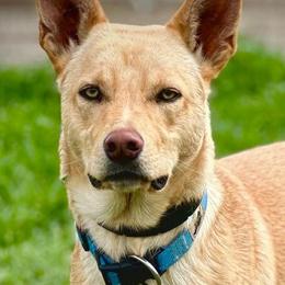 Cole - Working Kelpie