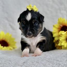 Yellow collar - Black tri-color female Aussiedoodle puppy in 32046, Florida from River Hill Ranch
