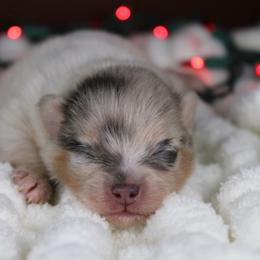 AKC Tippy - Blue merle male Pomeranian puppy in Albany, Indiana from Hatz Off Puppies