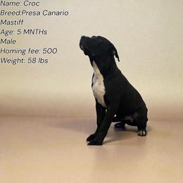 Male- call name: Croc - Fawn male Mastiff puppy in Racine, Wisconsin from FrontlineK9 Boarding & Training LLC
