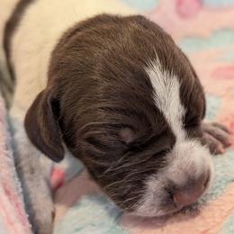 German Shorthaired Pointer Puppies from Hanaway GSPs