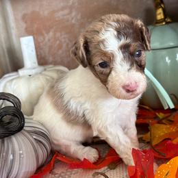 Cozy - Brown and white female Bernedoodle puppy in Gilbert, Arizona from The Berne Barn... it’s a Doodle thing!