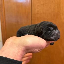 Bagherra - Black female Chinese Shar-Pei puppy in Auburn, Kansas from Justin's Chinese Shar-Pei