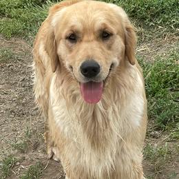 Eastwood's You Got A Friend In Me - Light golden female Golden Retriever puppy in Touchet, Washington from Northwest Rainbow Aussies and Golden Retrievers