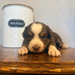 Tackle - Red tri female Miniature Australian Shepherd puppy in Lakeport, California from Akins Aussies/Wild Rose Ranch